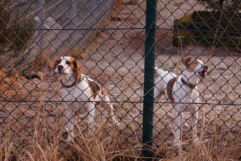 Tips for Dog-Proofing Your Fence