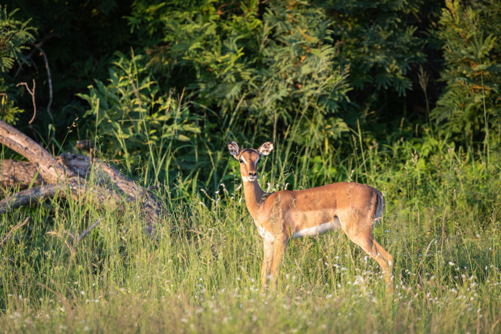 Keep Deer Out of Your Garden with Effective Fencing Solutions