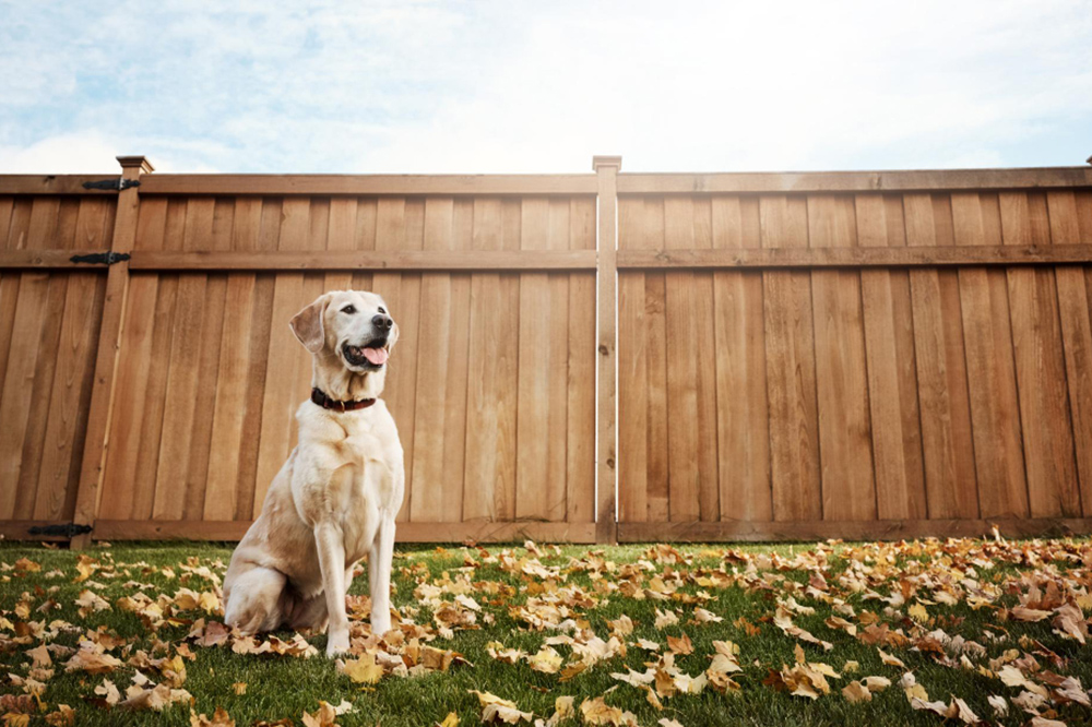 How to Create a Dog-Friendly Backyard