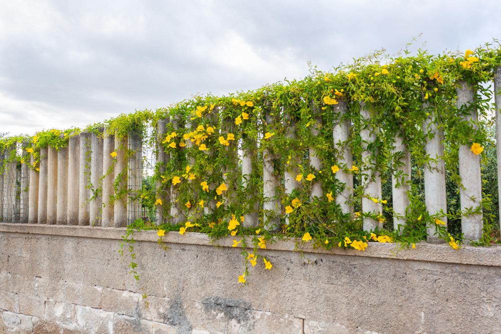 Transform Your Outdoor Space with Flowers and Vines