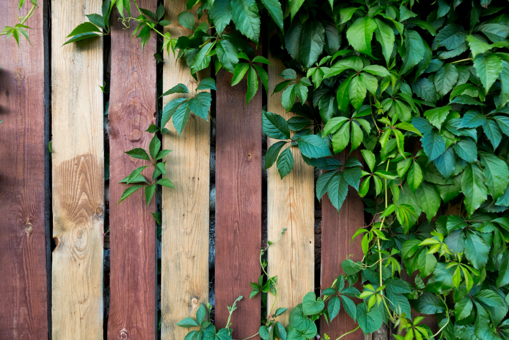 Fence-Friendly Vines to Enhance Your Property