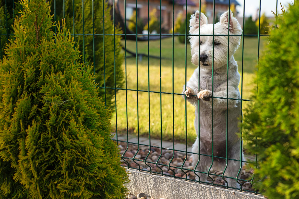 Best Fencing Options for Dog Owners