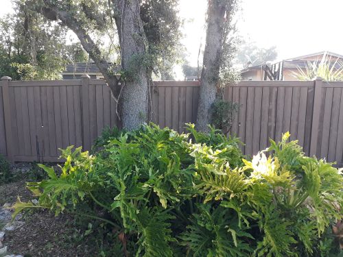 Wood fence behind plants and tree